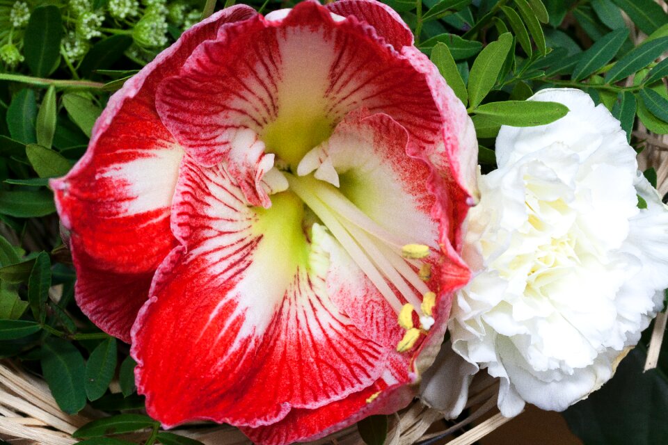 Bloom flower plant