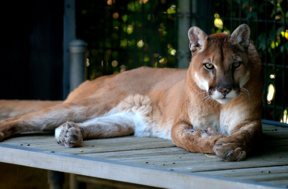 Mountain Lion resting 1 photo