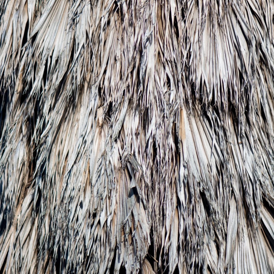 Closeup of dead fronds in palm tree