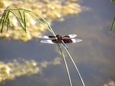 Nature fly wing photo