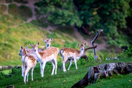 Milnthorpe Deer - 4 of 4 photo