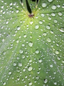 Droplets plant fresh photo