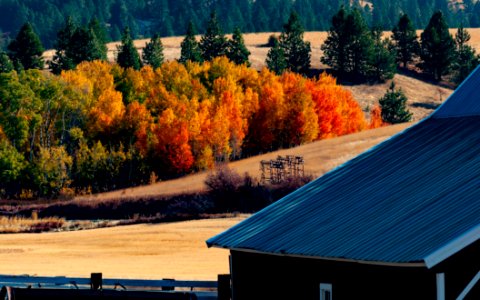 Autumn color in the Palouse near Mica, WA. photo