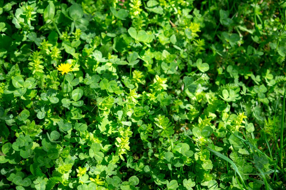 Flowers of spring