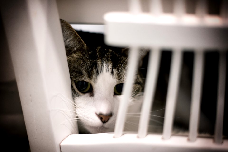Finally Behind  Bars