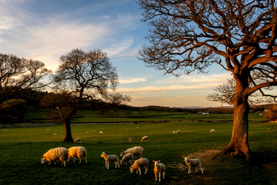 Silverdale Evening
