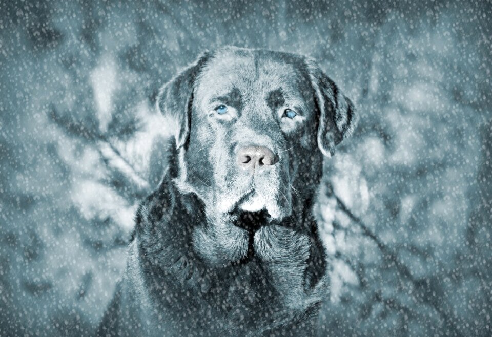 Dog head fur snow