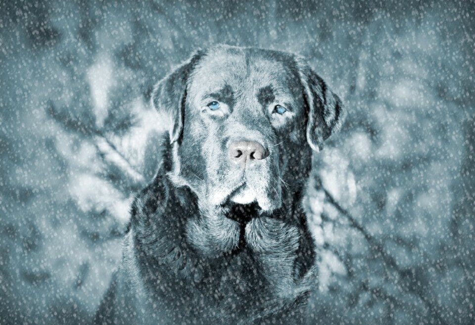 Dog head fur snow photo