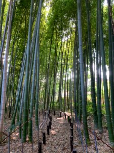 Kamishakujii in Nerima-ku
