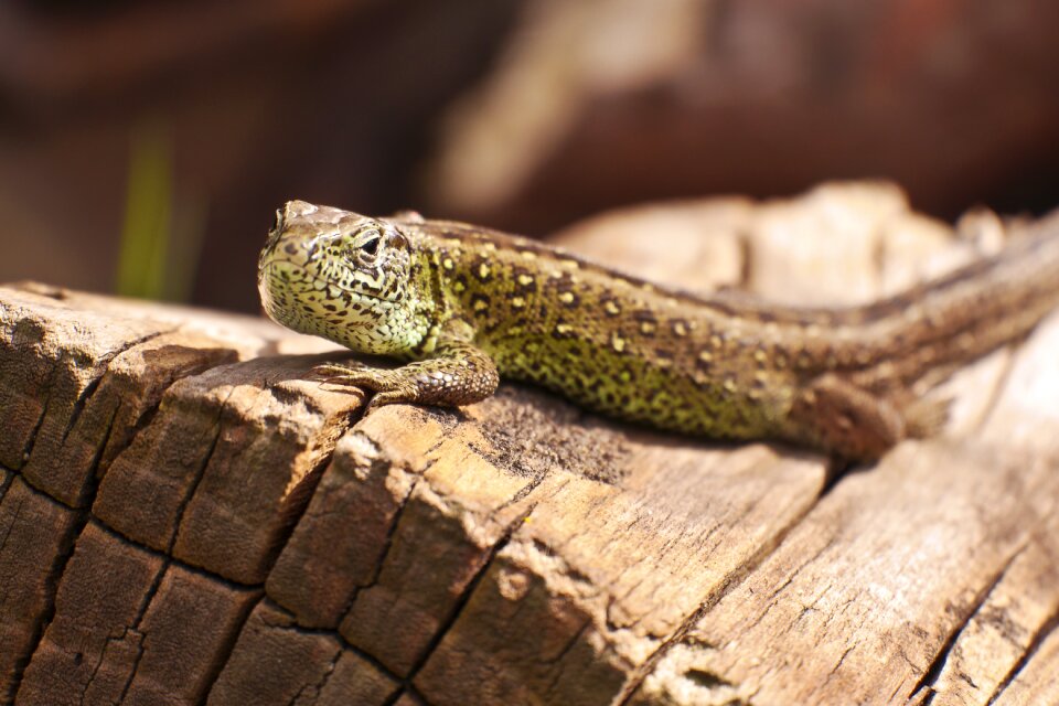 Nature reptile animal
