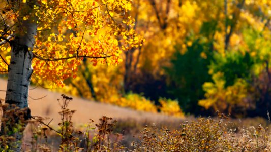 Autumn color in the Palouse near Mica, WA. photo