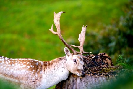 Dallam Park Deer - 2 photo