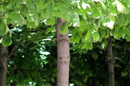 Tree is watching you