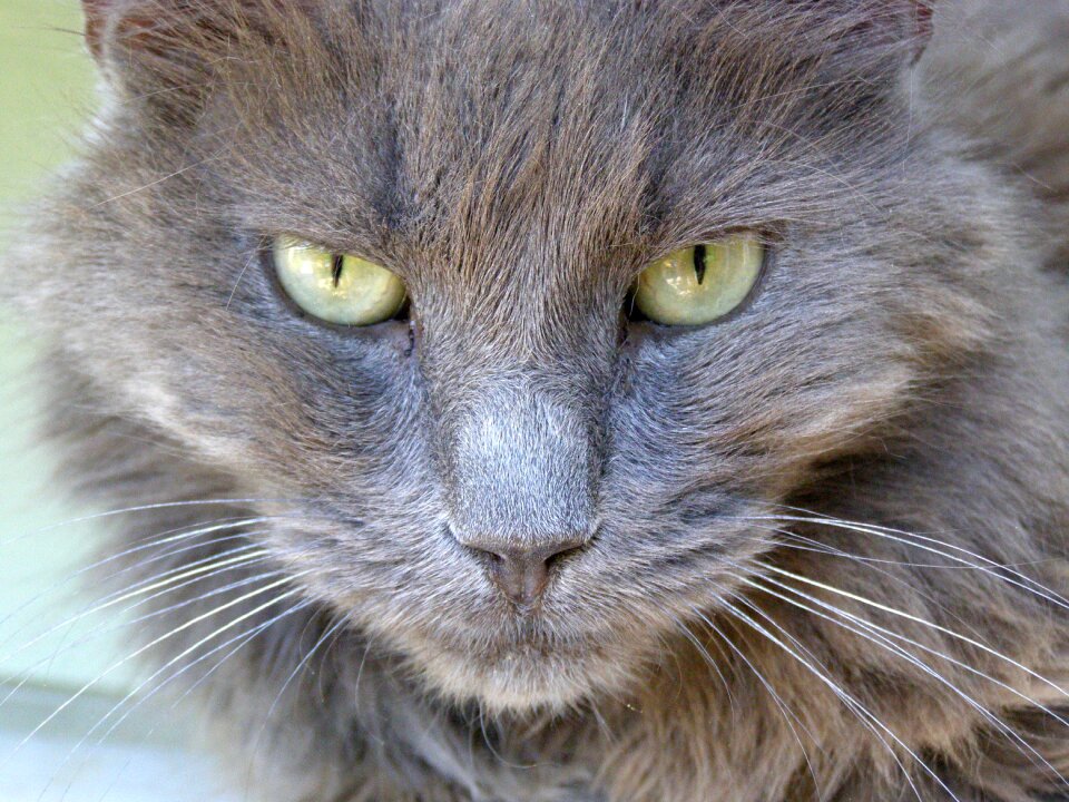 Feline domestic kitty