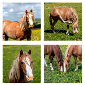 Haslingden Horsey (3 of 3)