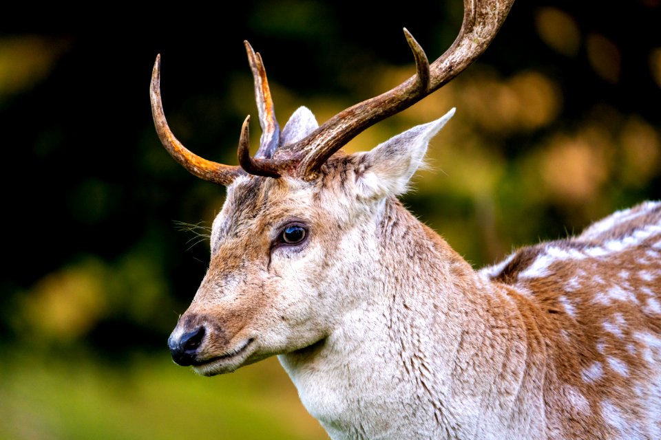 Dallam Park Deer - 3