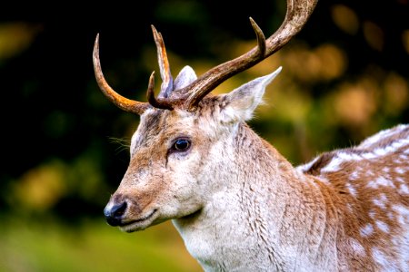 Dallam Park Deer - 3 photo