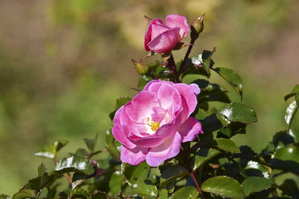 Roses garden nature