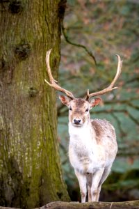 Deer and tree photo