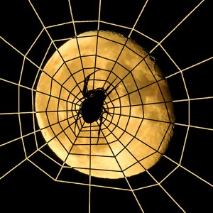 Cobweb dreiviertelmond decreasing moon photo