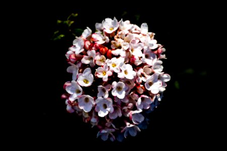 Sizergh Flowers-4 photo