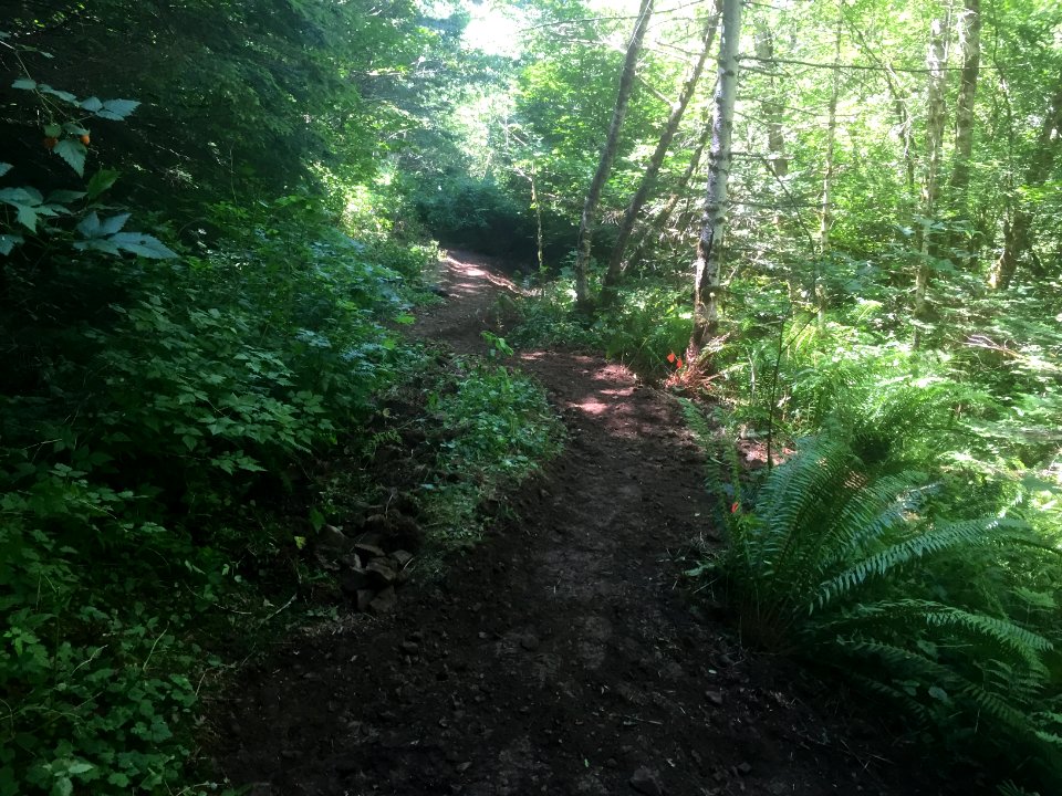 East fork Lewis River Trail