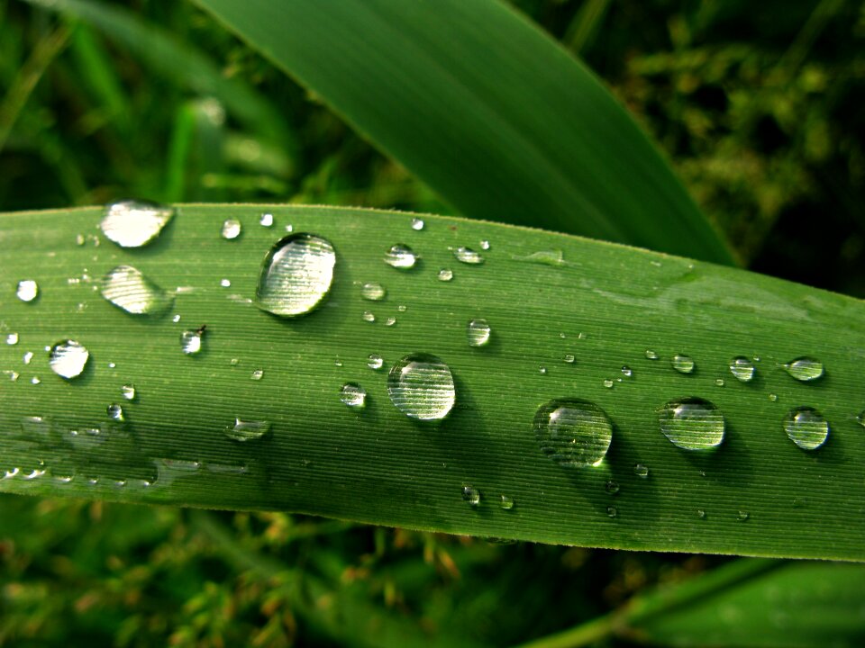 Leaf green bright