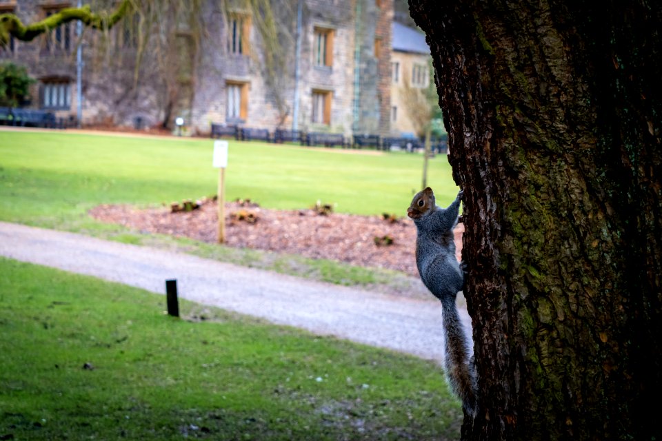 Mr Squirrel of Townley Hall (1 of 2)