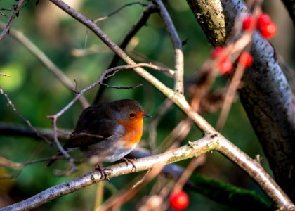 Robin in the Morning photo