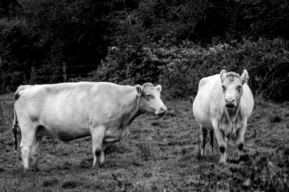 New Friends on Morning Walk (1 of 3) photo