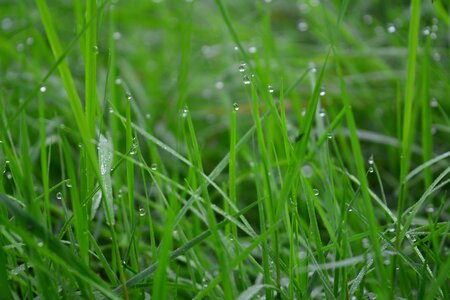Dewdrops morning green grass