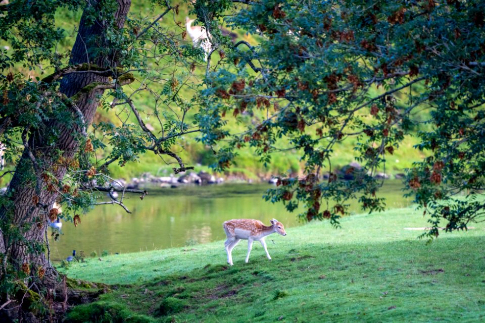 Milnthorpe Deer - 1 of 4