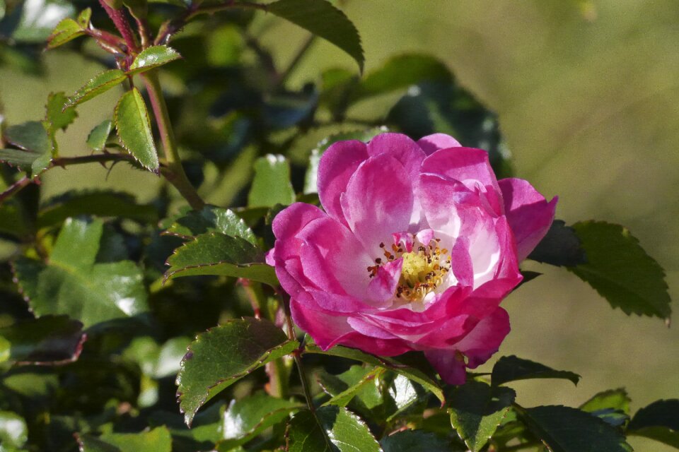Bloom garden roses nature