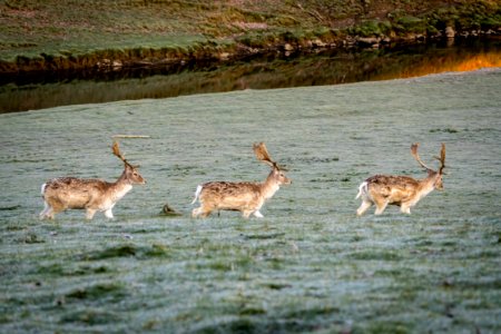 Deer parade