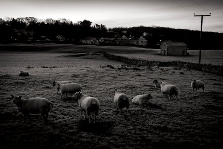 Sheep photo