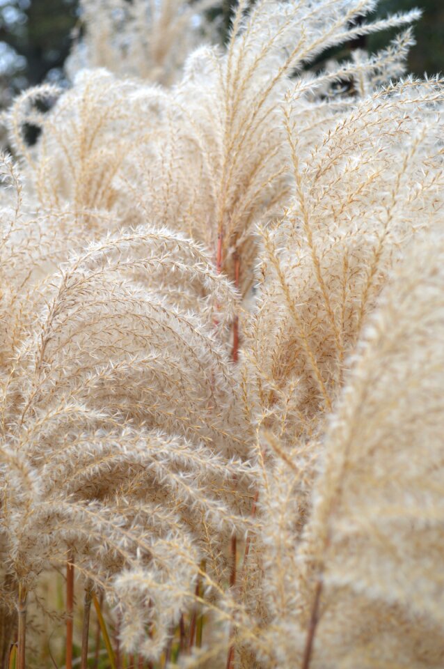 Nature plants soft