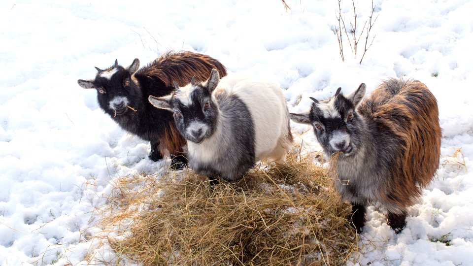 First Snow