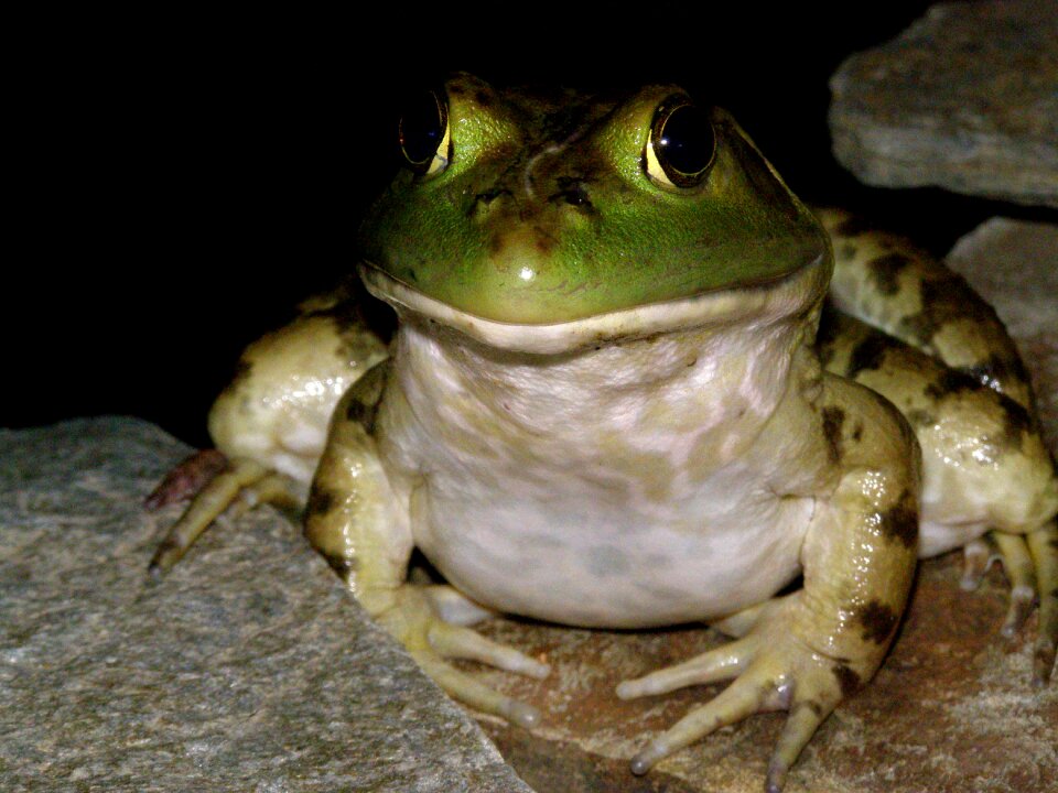 Amphibian animal nature