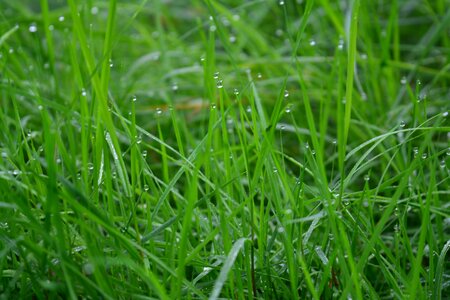 Dewdrops morning green grass