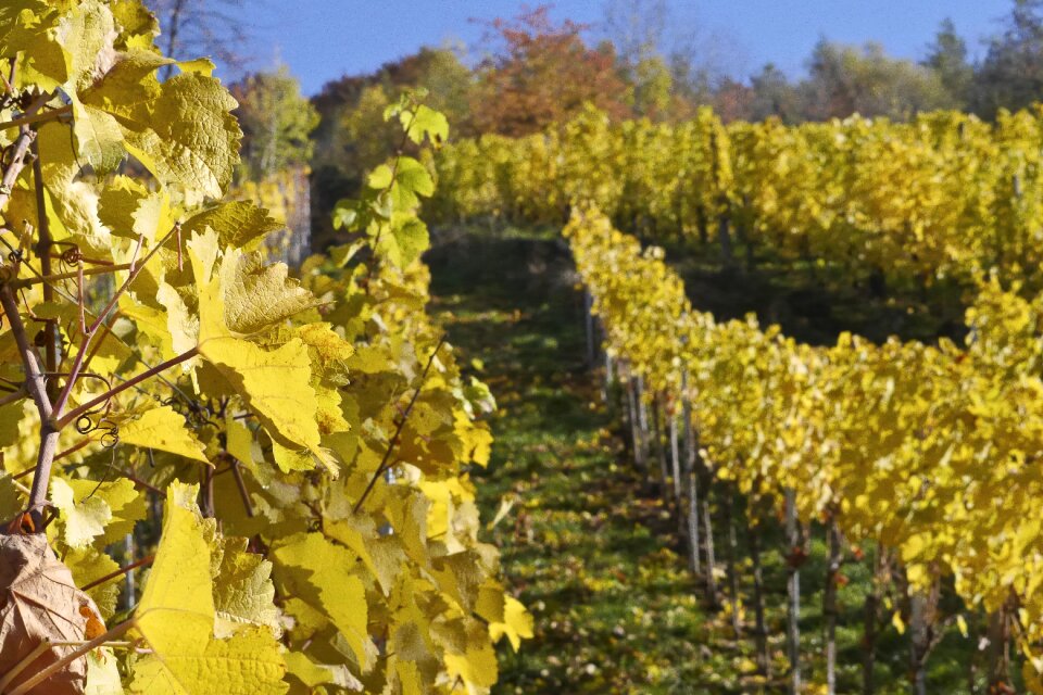 Landscape vines nature