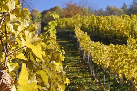 Landscape vines nature