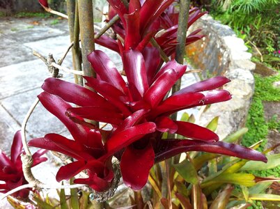 Flowers red garden