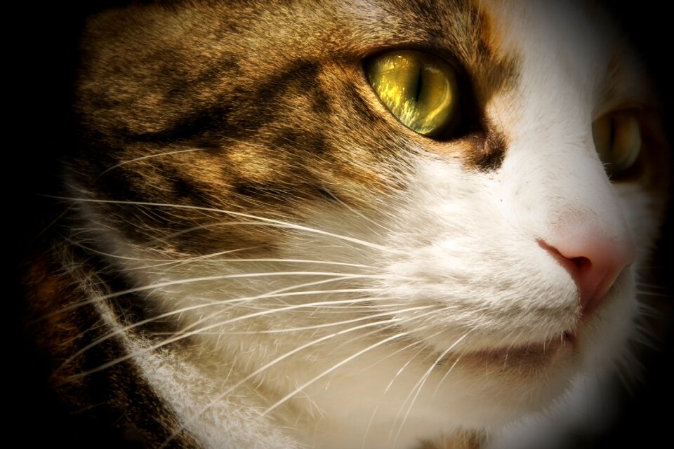 Cat's eyes domestic cat cat face