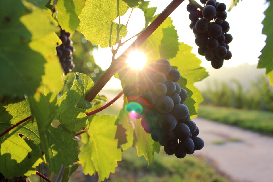 Vineyard wine grapevine