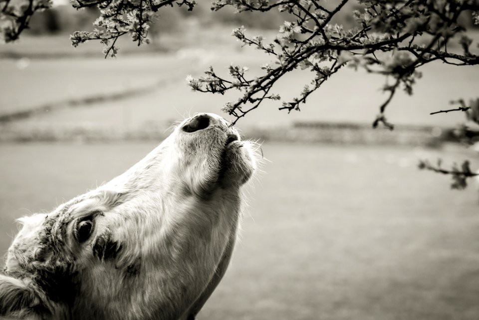 Reach for the Leaves