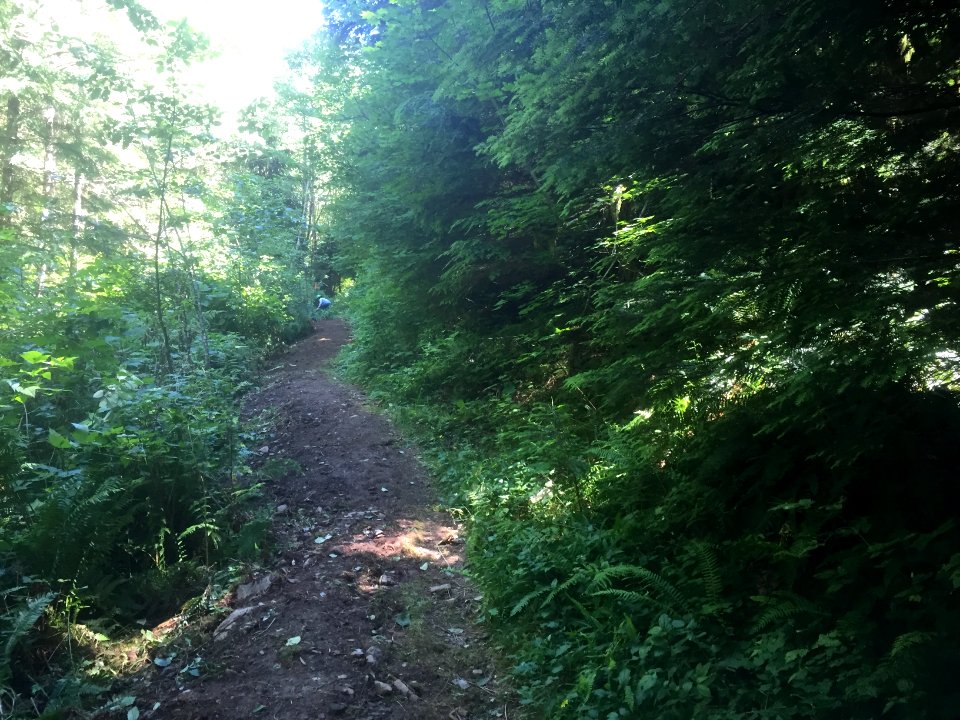 East fork Lewis River Trail