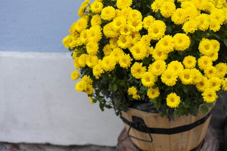 Yellow chrysanthemums asteraceae yellow flower photo