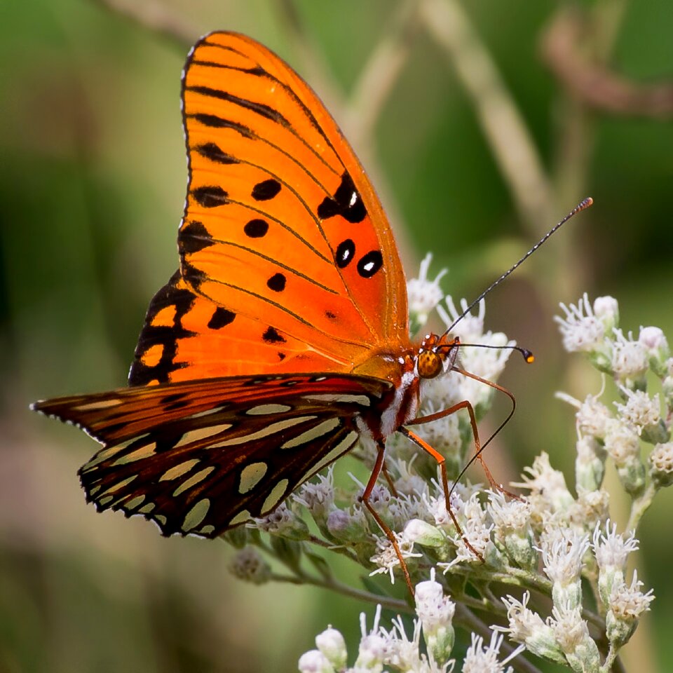 Insect wings flower