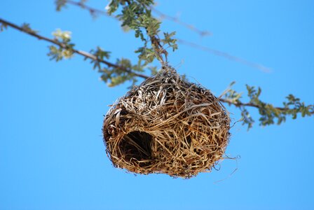 Tree bird's nest branches photo