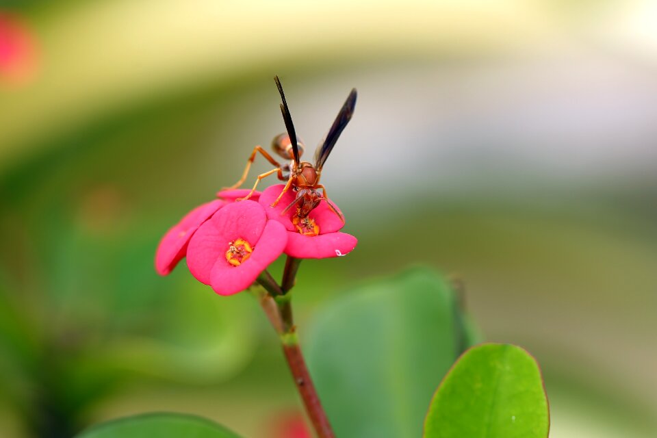 Flower pollen plant